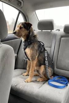 Tu perro se pasa el viaje saltando entre los asientos: la solución de 17 €