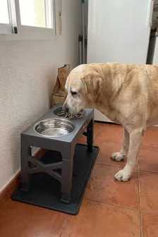 ¿A tu perro mayor le cuesta agacharse a comer? Súbele el cuenco